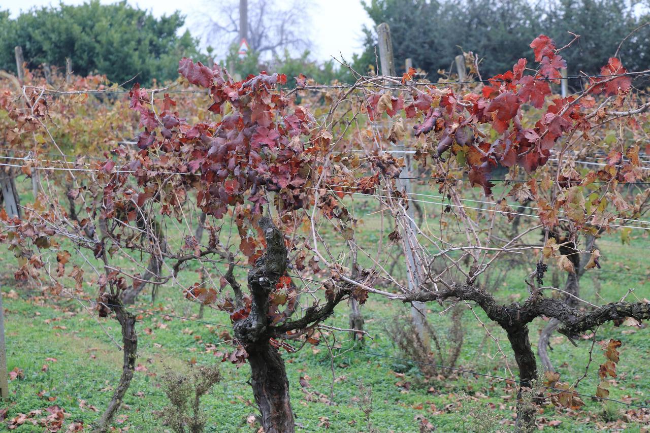 Le Magnolie Agriturismo Verolanuova エクステリア 写真